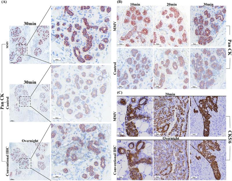 https://cdn.ncbi.nlm.nih.gov/pmc/blobs/d2aa/11532639/cfcb31ccf562/ELSC-24-e202400062-g006.jpg