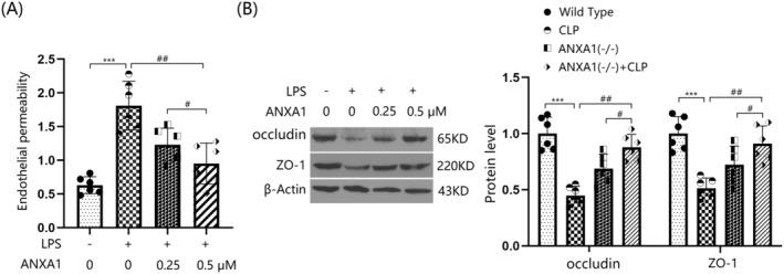 https://cdn.ncbi.nlm.nih.gov/pmc/blobs/d2aa/11672249/b2d77b174917/CNS-30-e70173-g009.jpg