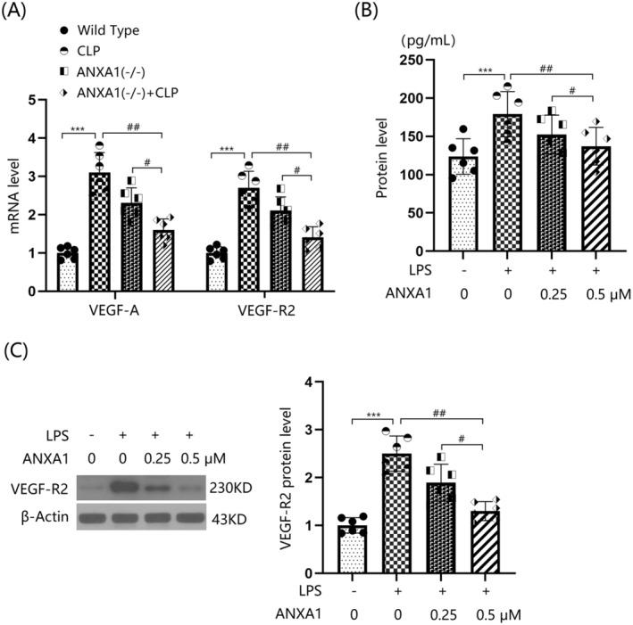 https://cdn.ncbi.nlm.nih.gov/pmc/blobs/d2aa/11672249/cba46bfee4eb/CNS-30-e70173-g005.jpg