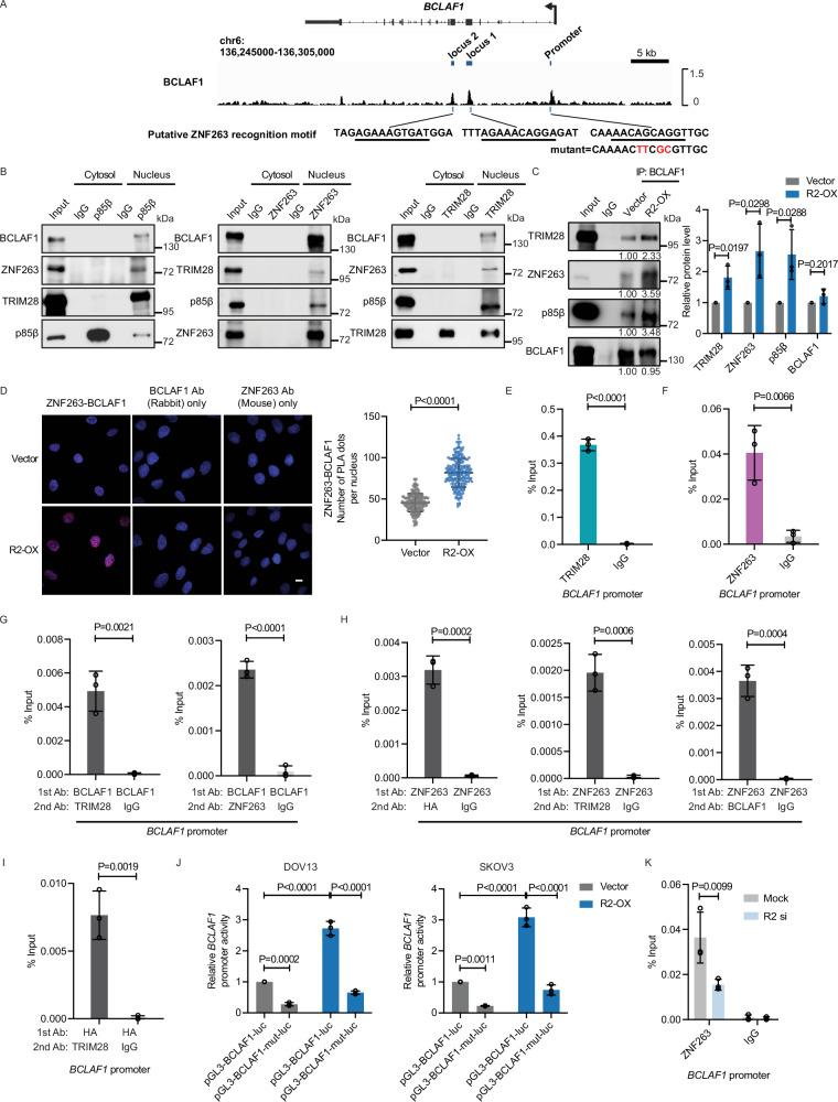 https://cdn.ncbi.nlm.nih.gov/pmc/blobs/d2aa/11868507/94c0c93d4d2c/41467_2025_56532_Fig7_HTML.jpg