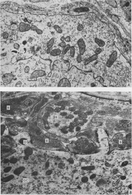 https://cdn.ncbi.nlm.nih.gov/pmc/blobs/d2aa/1351486/ac85e3e1df3b/jphysiol01078-0095-a.jpg