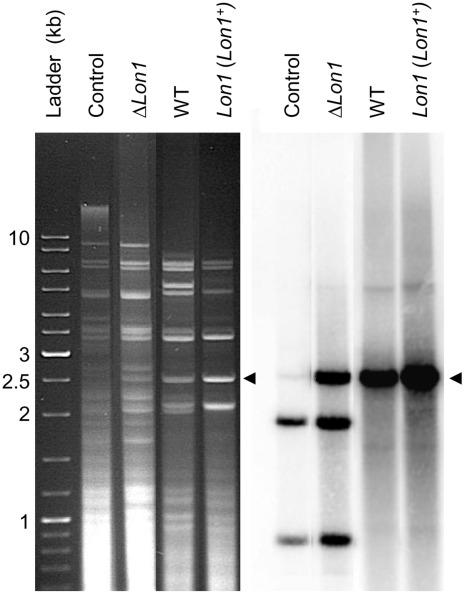 https://cdn.ncbi.nlm.nih.gov/pmc/blobs/d2b2/3364969/d819b96ab7c2/pone.0038138.g002.jpg