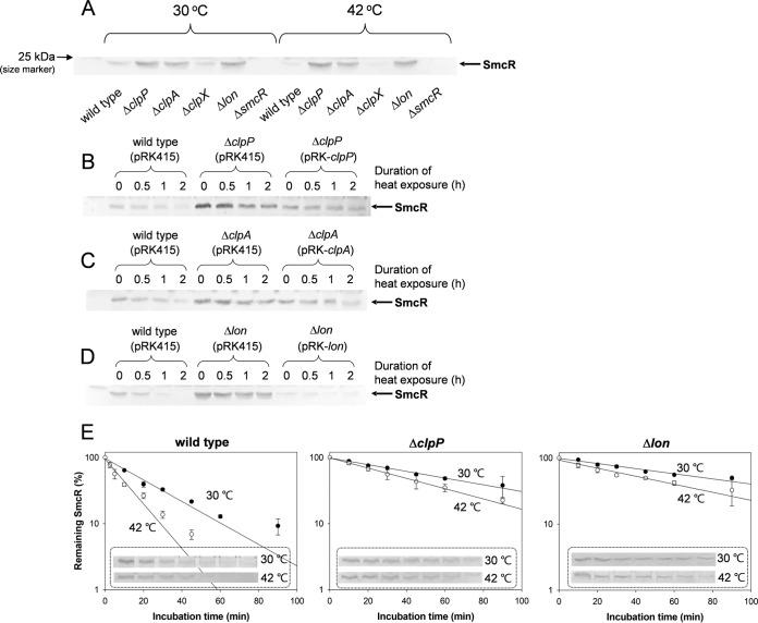 https://cdn.ncbi.nlm.nih.gov/pmc/blobs/d2b7/5750401/91706c854819/mbo0011836610004.jpg