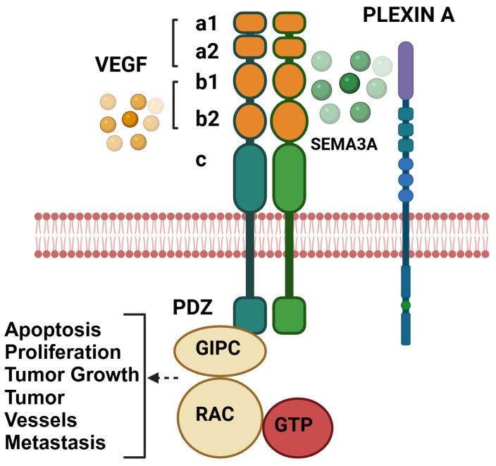 https://cdn.ncbi.nlm.nih.gov/pmc/blobs/d2bc/12025621/673863e90ba2/curroncol-32-00203-g002.jpg
