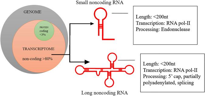 https://cdn.ncbi.nlm.nih.gov/pmc/blobs/d2bc/9852779/15e4be9e33d0/fgene-13-993687-g001.jpg