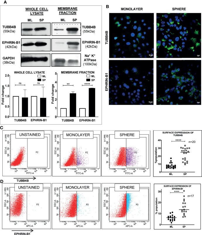 https://cdn.ncbi.nlm.nih.gov/pmc/blobs/d2bd/8733585/f3ec9a45bef0/fonc-11-788024-g005.jpg