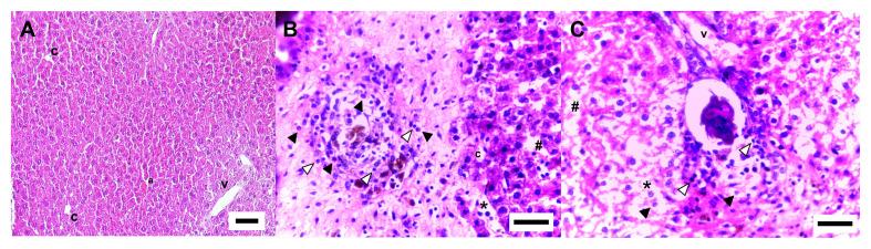 https://cdn.ncbi.nlm.nih.gov/pmc/blobs/d2bf/9901889/4988efa23a53/rbpv-31-2-e021921-g04.jpg