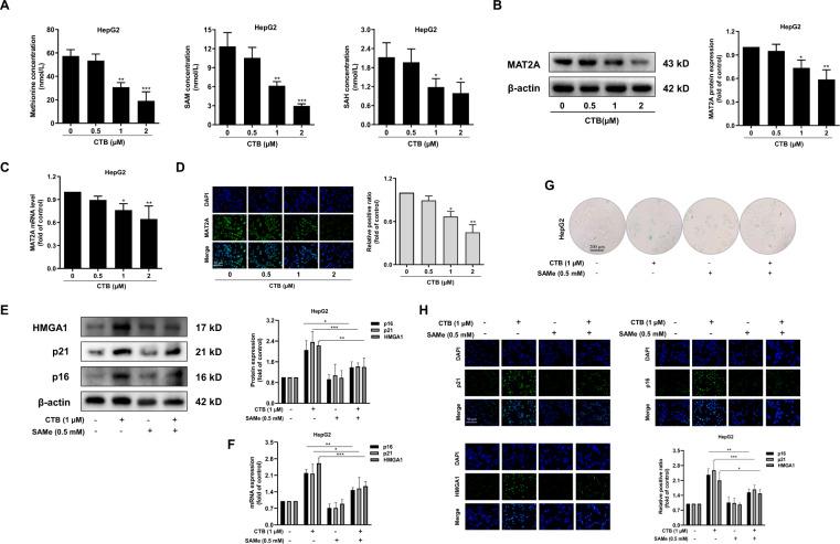 https://cdn.ncbi.nlm.nih.gov/pmc/blobs/d2c4/7548283/0115a1696f36/41419_2020_3048_Fig2_HTML.jpg