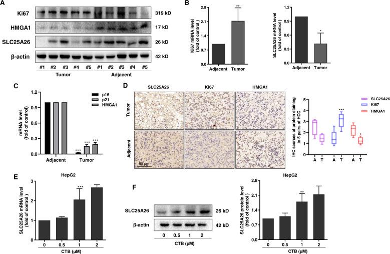 https://cdn.ncbi.nlm.nih.gov/pmc/blobs/d2c4/7548283/8f86d7166845/41419_2020_3048_Fig3_HTML.jpg