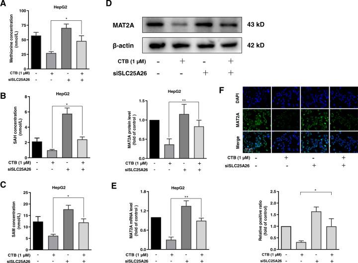 https://cdn.ncbi.nlm.nih.gov/pmc/blobs/d2c4/7548283/c67908f3ba82/41419_2020_3048_Fig5_HTML.jpg