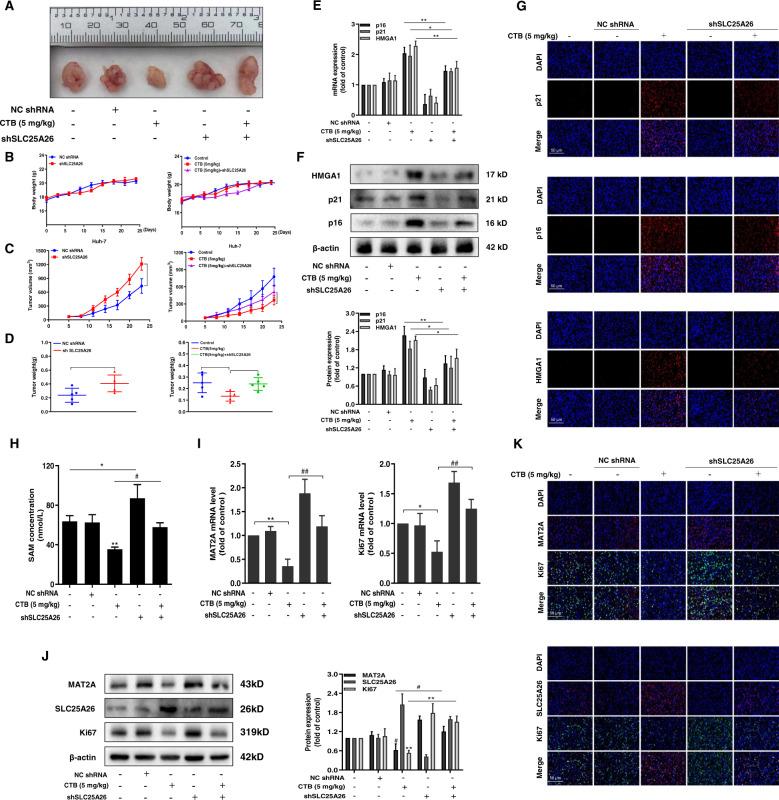 https://cdn.ncbi.nlm.nih.gov/pmc/blobs/d2c4/7548283/ec4d143a206b/41419_2020_3048_Fig7_HTML.jpg