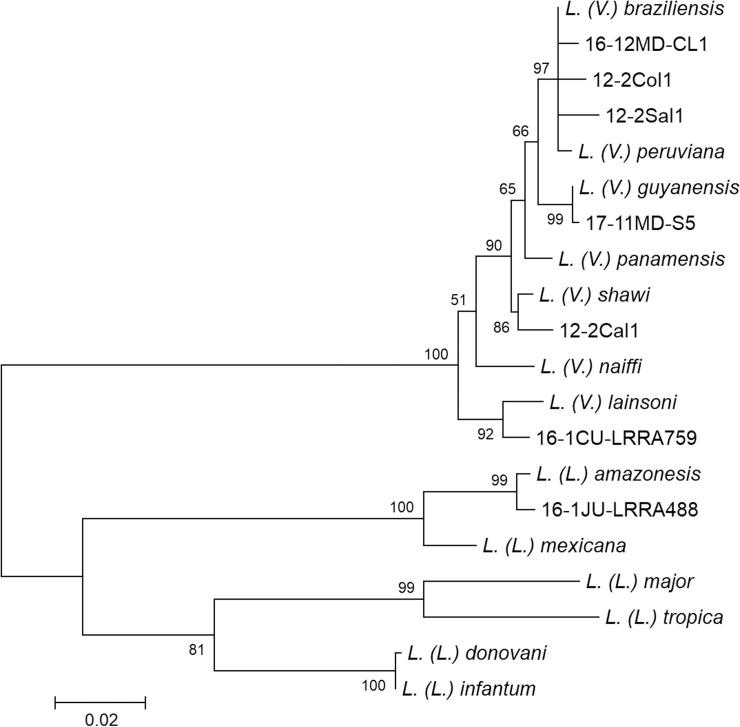 https://cdn.ncbi.nlm.nih.gov/pmc/blobs/d2c7/6605678/d7c02943de04/pntd.0007496.g001.jpg