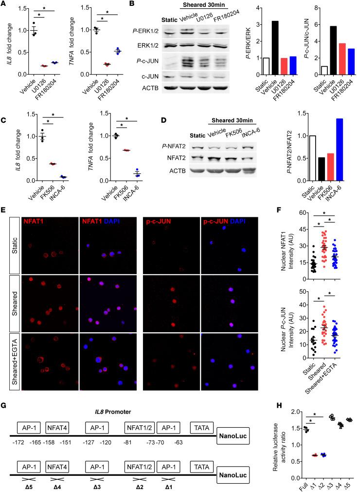 https://cdn.ncbi.nlm.nih.gov/pmc/blobs/d2c7/7821587/d1789ed00479/jciinsight-6-141341-g005.jpg
