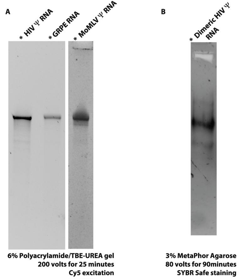 https://cdn.ncbi.nlm.nih.gov/pmc/blobs/d2c8/5531834/5f741309fbcb/elife-27055-fig1-figsupp1.jpg