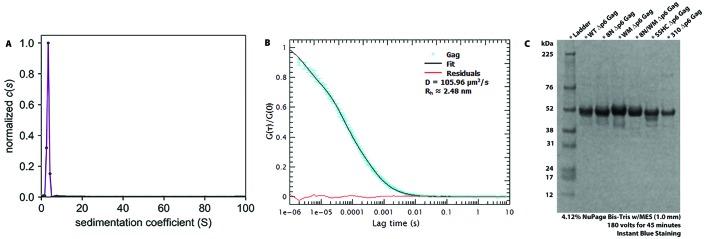 https://cdn.ncbi.nlm.nih.gov/pmc/blobs/d2c8/5531834/fcd8d793618f/elife-27055-fig1-figsupp2.jpg