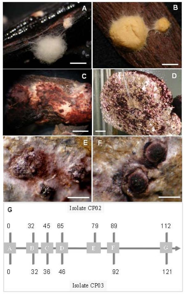https://cdn.ncbi.nlm.nih.gov/pmc/blobs/d2c9/2782264/28cbc28243e9/1471-2180-9-158-1.jpg