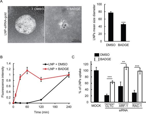https://cdn.ncbi.nlm.nih.gov/pmc/blobs/d2ca/4652771/9d1f1749dcc3/gkv762fig6.jpg