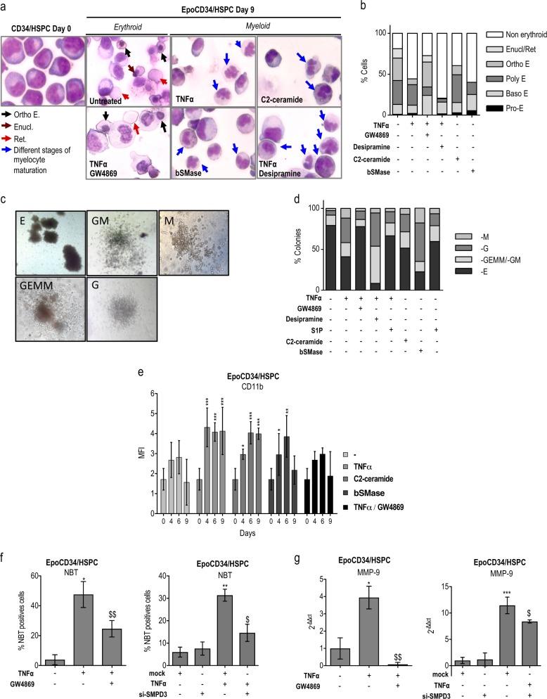 https://cdn.ncbi.nlm.nih.gov/pmc/blobs/d2cb/6748125/37ef310f1802/41418_2018_245_Fig2a_HTML.jpg