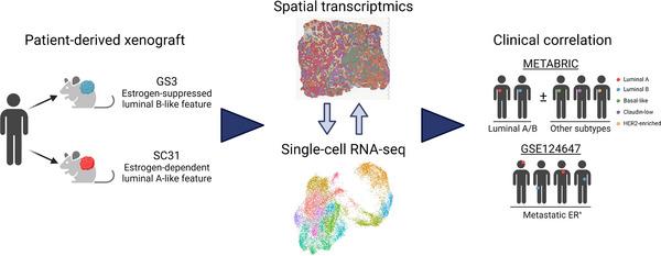 https://cdn.ncbi.nlm.nih.gov/pmc/blobs/d2ce/10823285/34a0230ce399/CTM2-14-e1548-g005.jpg
