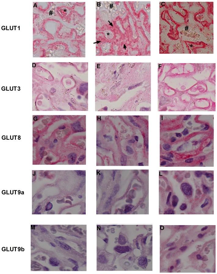 https://cdn.ncbi.nlm.nih.gov/pmc/blobs/d2d3/3760855/a317b6a82937/pone.0074632.g002.jpg