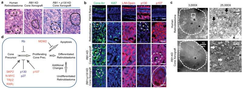 https://cdn.ncbi.nlm.nih.gov/pmc/blobs/d2d7/4232224/2ee96760f39b/nihms625263f4.jpg