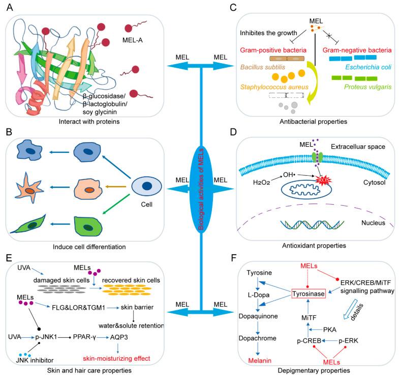 https://cdn.ncbi.nlm.nih.gov/pmc/blobs/d2d9/11117751/00a98ab62a9a/biomolecules-14-00557-g002.jpg