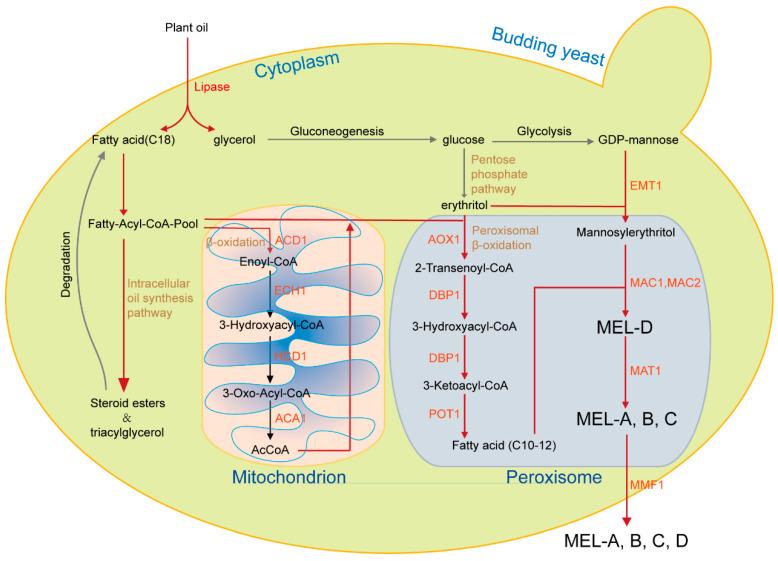 https://cdn.ncbi.nlm.nih.gov/pmc/blobs/d2d9/11117751/ebab57558cd8/biomolecules-14-00557-g004.jpg