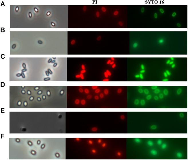 https://cdn.ncbi.nlm.nih.gov/pmc/blobs/d2db/6579918/a7d67092fe7e/fmicb-10-01275-g003.jpg
