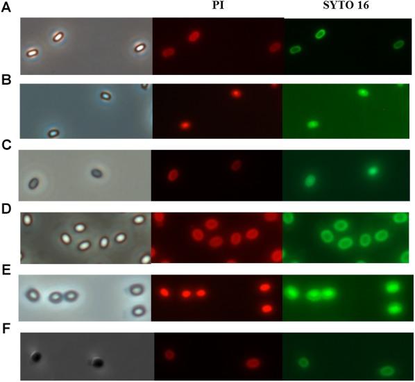 https://cdn.ncbi.nlm.nih.gov/pmc/blobs/d2db/6579918/bdaf832144ff/fmicb-10-01275-g005.jpg