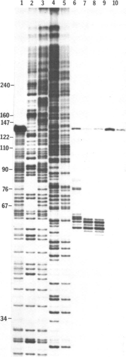 https://cdn.ncbi.nlm.nih.gov/pmc/blobs/d2dd/328064/223d671074b1/nar00441-0038-a.jpg
