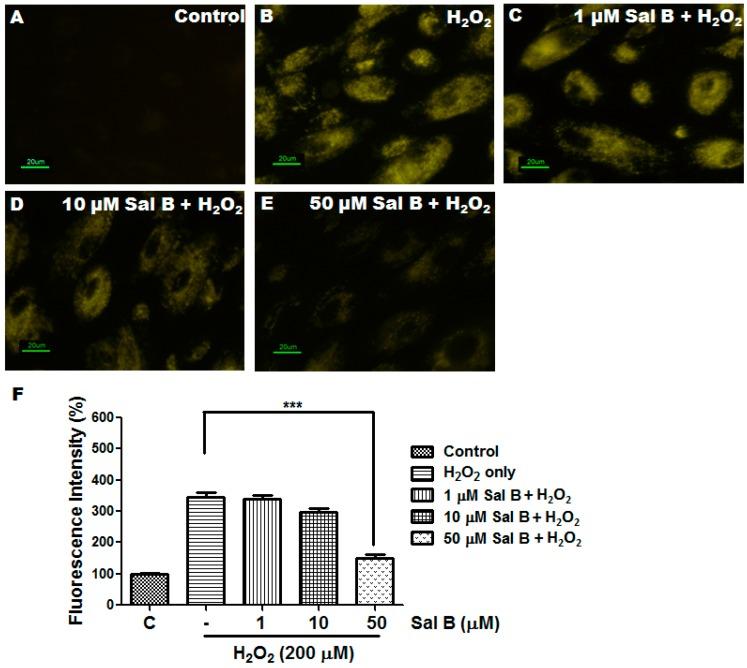 https://cdn.ncbi.nlm.nih.gov/pmc/blobs/d2e2/5133836/7f74f74100bb/ijms-17-01835-g003.jpg