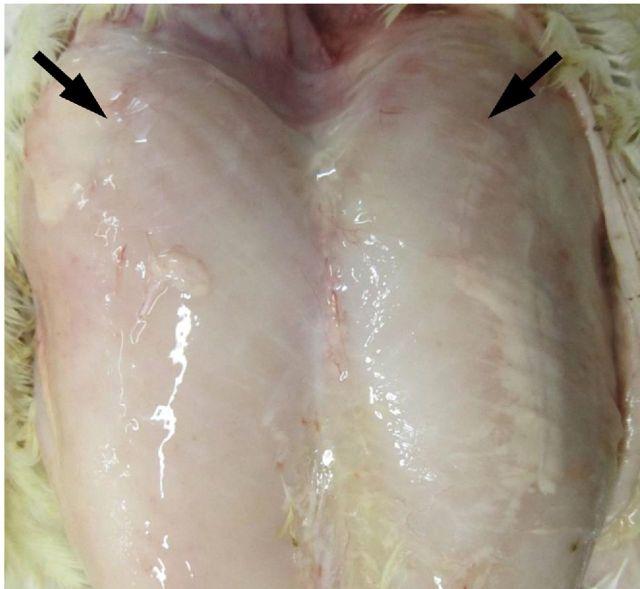 https://cdn.ncbi.nlm.nih.gov/pmc/blobs/d2e4/4988535/5d127d83bbc1/pev304fig2.jpg