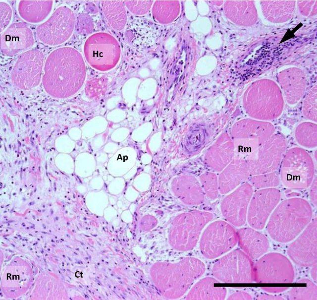 https://cdn.ncbi.nlm.nih.gov/pmc/blobs/d2e4/4988535/f43e557cc407/pev304fig3.jpg