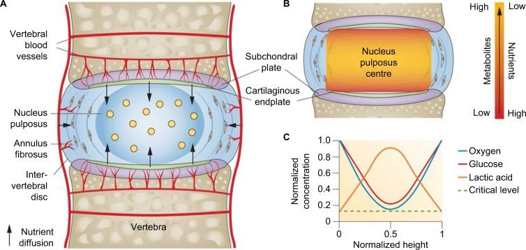 https://cdn.ncbi.nlm.nih.gov/pmc/blobs/d2e4/5436786/b96e641a9cb4/jpr-10-1111Fig2.jpg
