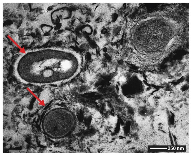 https://cdn.ncbi.nlm.nih.gov/pmc/blobs/d2e7/7345149/2b522ff07423/biomimetics-05-00029-g008.jpg
