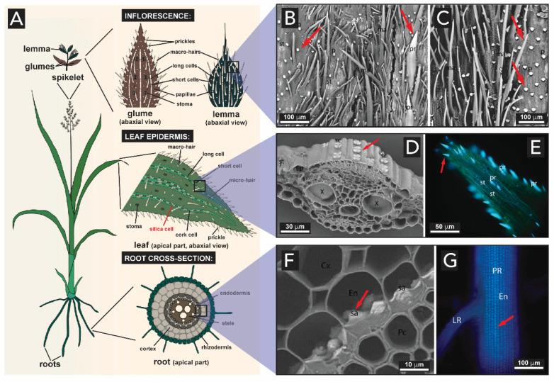 https://cdn.ncbi.nlm.nih.gov/pmc/blobs/d2e7/7345149/3d6dab5e423f/biomimetics-05-00029-g015.jpg