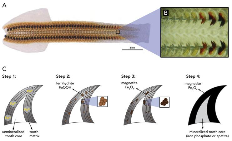 https://cdn.ncbi.nlm.nih.gov/pmc/blobs/d2e7/7345149/9e929e7360b8/biomimetics-05-00029-g021.jpg