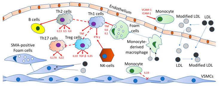 https://cdn.ncbi.nlm.nih.gov/pmc/blobs/d2e7/8269273/f73056f8e3ab/ijms-22-07061-g001.jpg