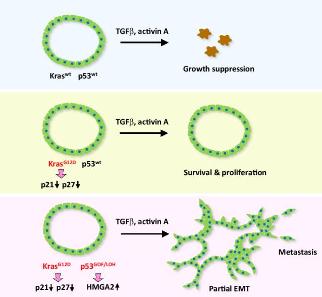 https://cdn.ncbi.nlm.nih.gov/pmc/blobs/d2ea/10758690/e60b4198311e/overview_graphic_can-23-1490.jpg