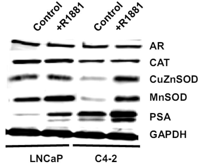 https://cdn.ncbi.nlm.nih.gov/pmc/blobs/d2ea/3759210/e4f39c41b1d7/cancers-03-03557f11.jpg