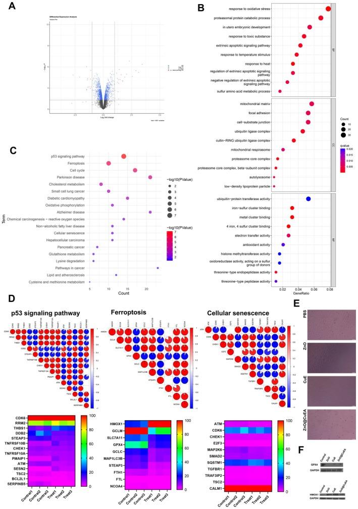 https://cdn.ncbi.nlm.nih.gov/pmc/blobs/d2eb/12128471/0f6f03abc334/JCMM-29-e70636-g001.jpg