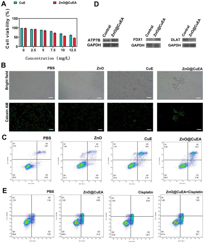 https://cdn.ncbi.nlm.nih.gov/pmc/blobs/d2eb/12128471/299b71a4bff1/JCMM-29-e70636-g004.jpg