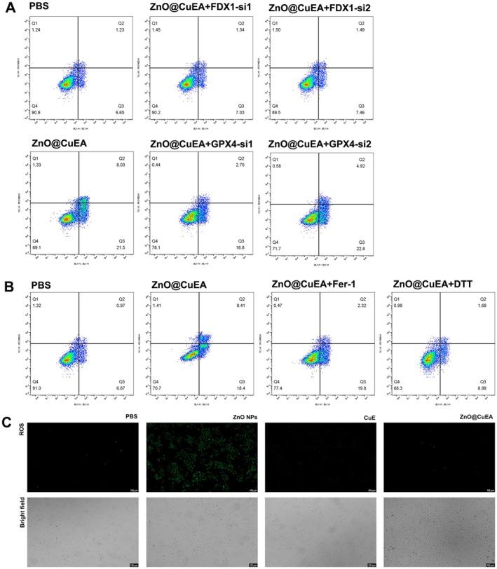 https://cdn.ncbi.nlm.nih.gov/pmc/blobs/d2eb/12128471/86949e5c0845/JCMM-29-e70636-g005.jpg