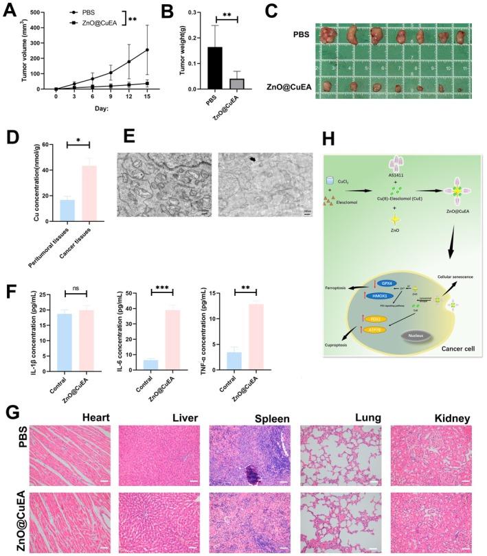 https://cdn.ncbi.nlm.nih.gov/pmc/blobs/d2eb/12128471/a7bfaef58a10/JCMM-29-e70636-g006.jpg