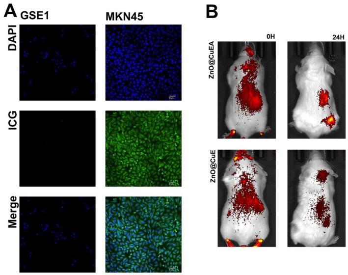 https://cdn.ncbi.nlm.nih.gov/pmc/blobs/d2eb/12128471/c409486dc6b6/JCMM-29-e70636-g002.jpg