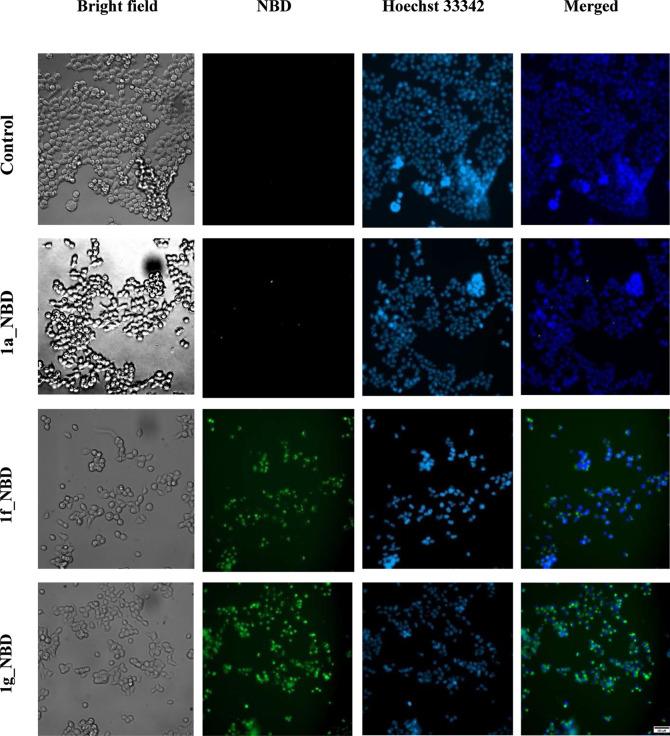 https://cdn.ncbi.nlm.nih.gov/pmc/blobs/d2ef/12035797/f3f2f62f6d3e/jm5c00645_0003.jpg