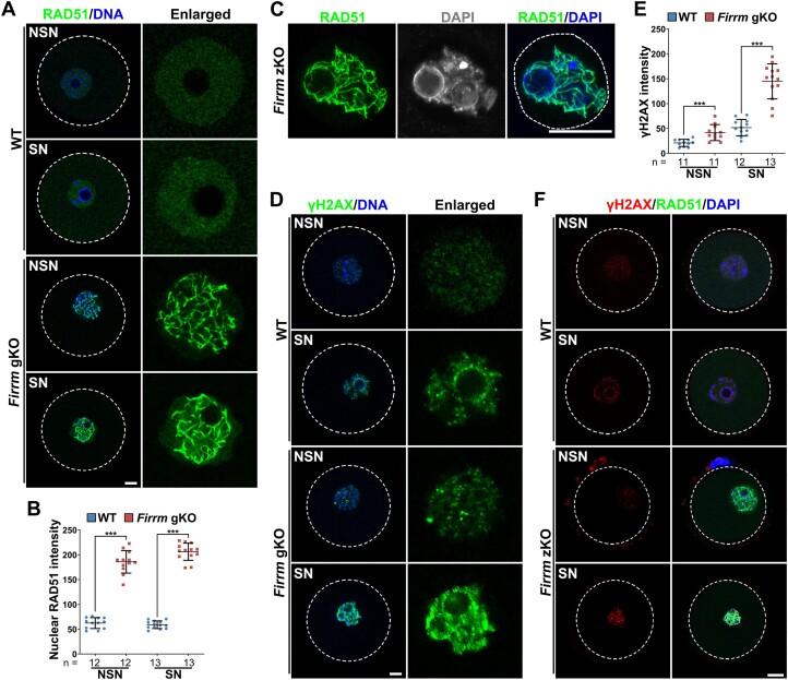 https://cdn.ncbi.nlm.nih.gov/pmc/blobs/d2f1/11724361/2894fb5825b8/gkae1304fig5.jpg