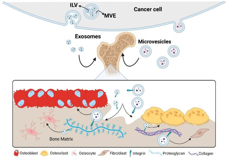 https://cdn.ncbi.nlm.nih.gov/pmc/blobs/d2f1/12292996/1093794e8811/biomedicines-13-01640-g002.jpg