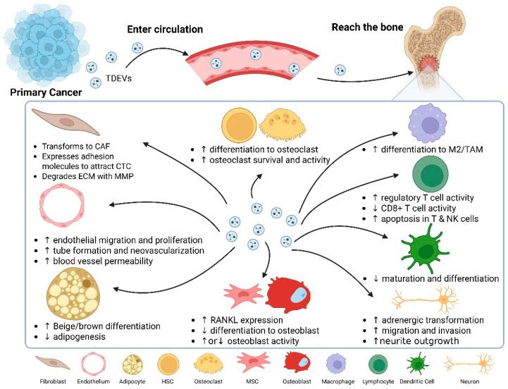 https://cdn.ncbi.nlm.nih.gov/pmc/blobs/d2f1/12292996/10bb52062d7b/biomedicines-13-01640-g003.jpg