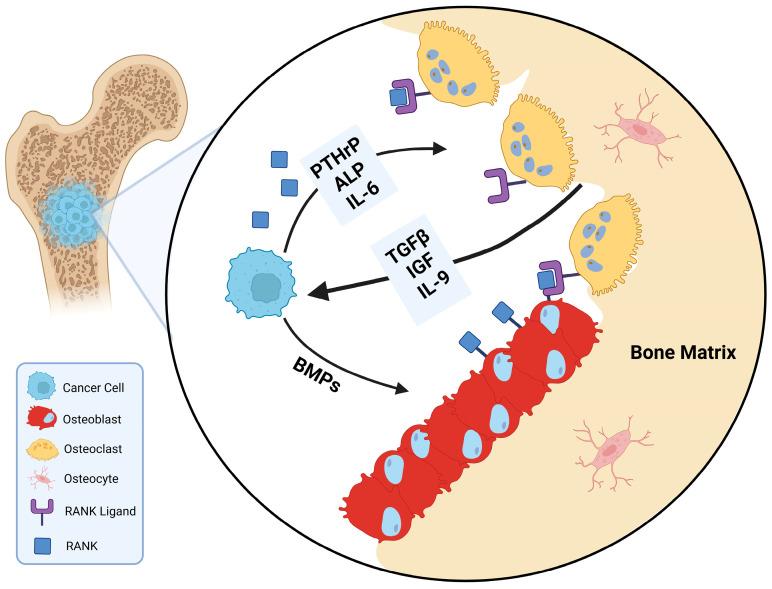 https://cdn.ncbi.nlm.nih.gov/pmc/blobs/d2f1/12292996/ca3bfe3cbeb6/biomedicines-13-01640-g001.jpg